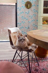Roodbosch interieurontwerp kat stoel